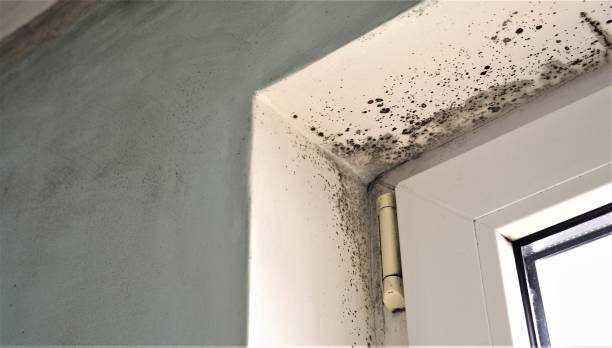 Mold Remediation for Rental Properties in Scottsdale, AZ