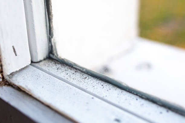 Best Water Damage & Mold Remediation  in Scottsdale, AZ