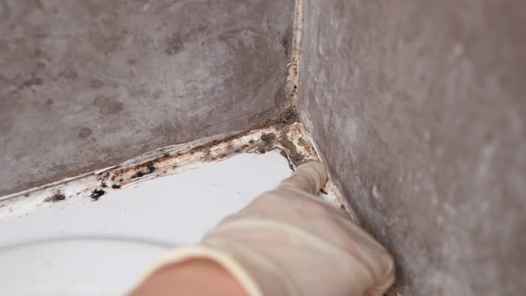 Best Environmental Consulting for Mold Prevention  in Scottsdale, AZ