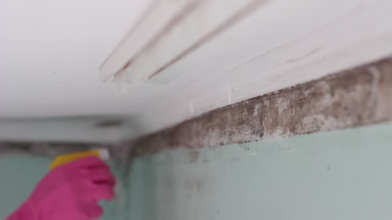 Best Mold Documentation for Insurance Claims  in Scottsdale, AZ